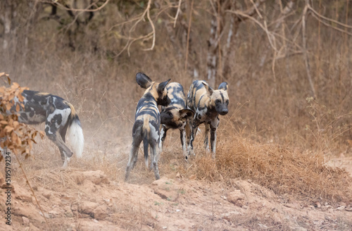 Fototapeta Naklejka Na Ścianę i Meble -  African wild dogs (painted wolf) in their natural habitat in southern Tanzania
