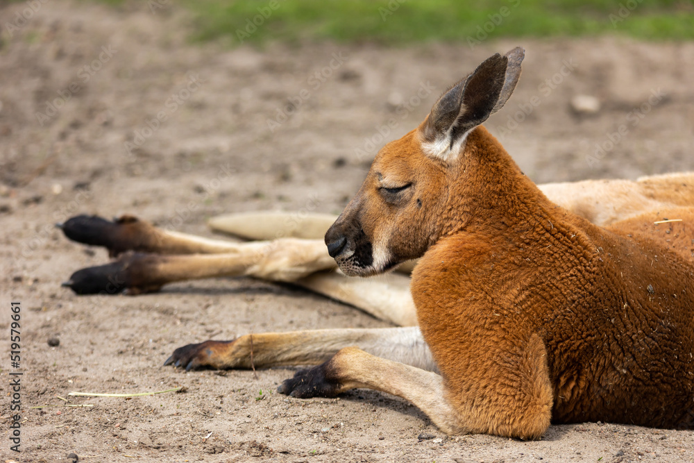 Red kangaroos are resting in the zoo's paddock. Photo taken at noon on a sunny day