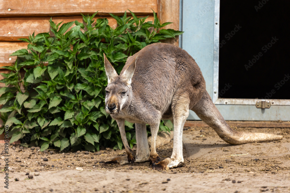 Red kangaroos are resting in the zoo's paddock. Photo taken at noon on a sunny day