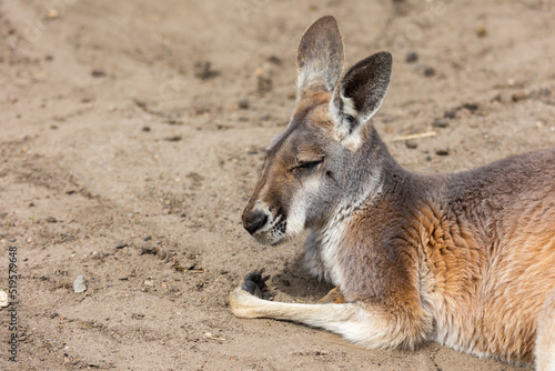 Red kangaroos are resting in the zoo's paddock. Photo taken at noon on a sunny day