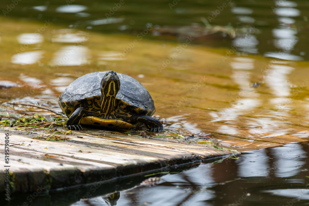 Turtles resting on the shore of the pond. The photo was taken on a cloudy day. Natural soft light. Turtles resting on the shore of the pond. The photo was taken on a cloudy day. Natural soft light.