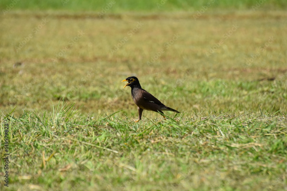 Obraz premium blackbird on the grass