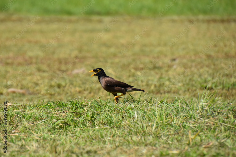 Fototapeta premium blackbird in the grass