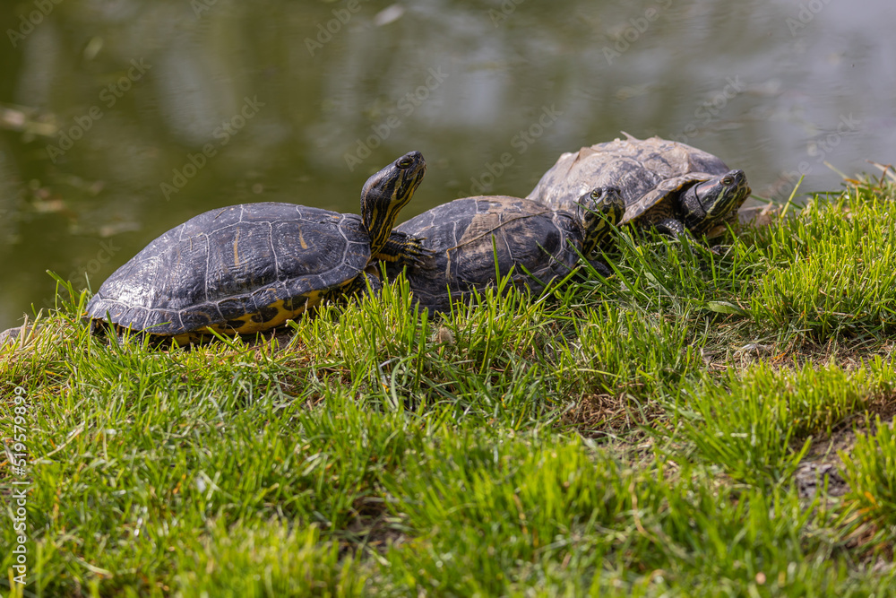 Fototapeta premium Turtles resting on the shore of the pond. The photo was taken on a cloudy day. Natural soft light.