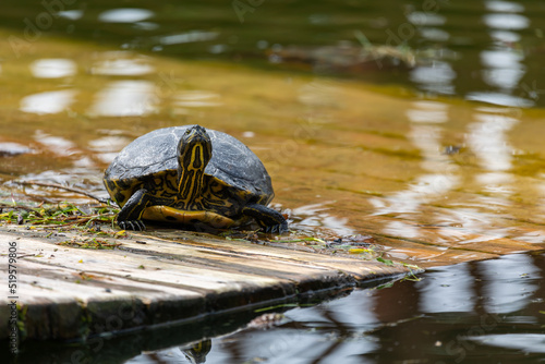 Turtles resting on the shore of the pond. The photo was taken on a cloudy day. Natural soft light.