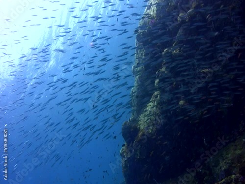 Cloud of glassfishes along boulders chased by jacks photo