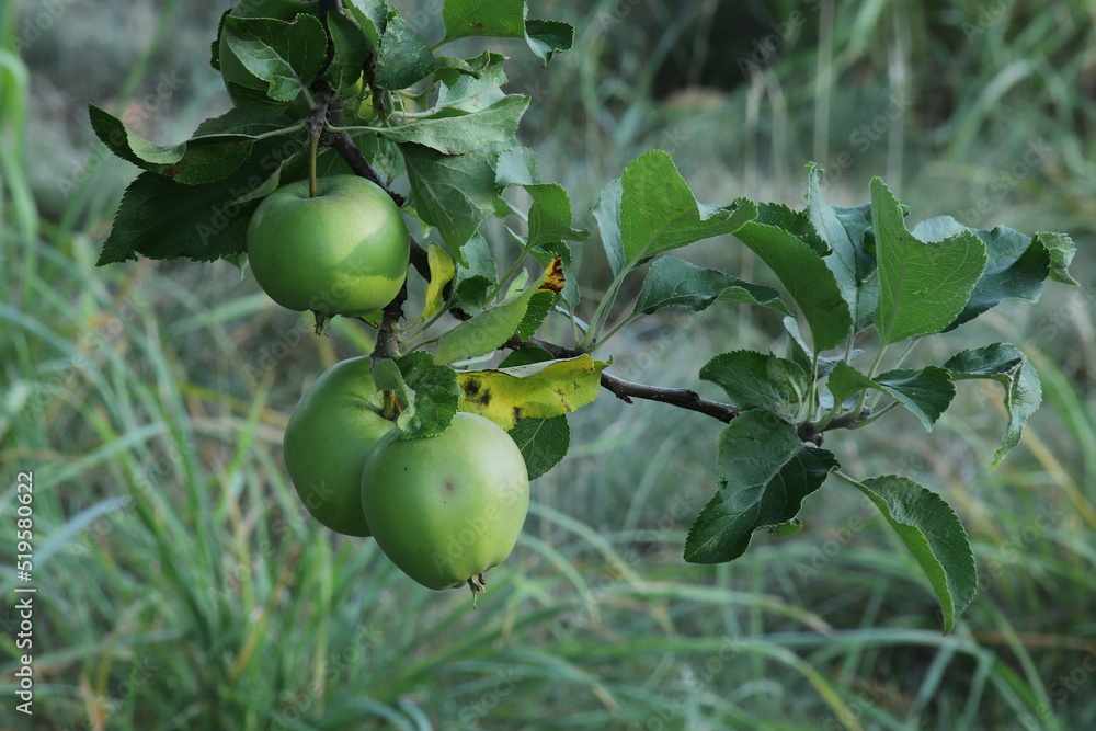 Apples in the orchard - on the background of grass