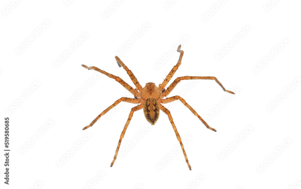 Huntsman spider isolated on white background, Olios argelasius Huntsman spider isolated on white background, Olios argelasius