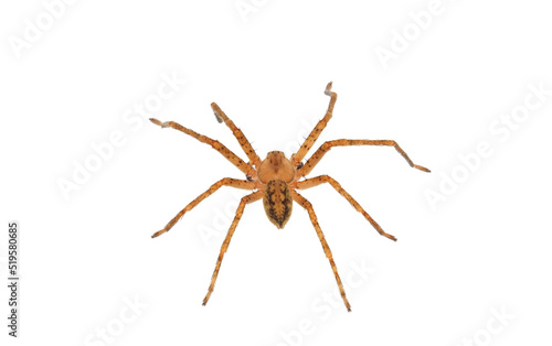 Huntsman spider isolated on white background, Olios argelasius