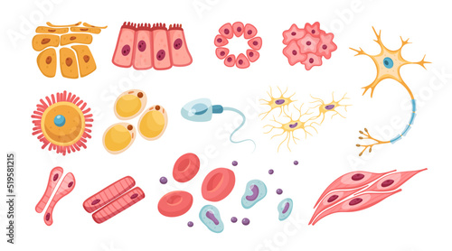 Different types of human cells vector illustrations set. Egg, muscle, nerve, red blood, sperm, bone cells, cellular respiration isolated on white background. Health, anatomy, science, biology concept photo