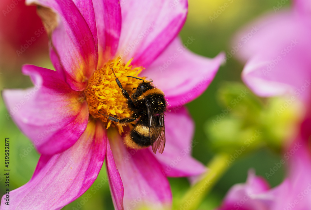 Tree bumble bee on a single pink Dahlia flower. Tree bumble bee on a single pink Dahlia flower.