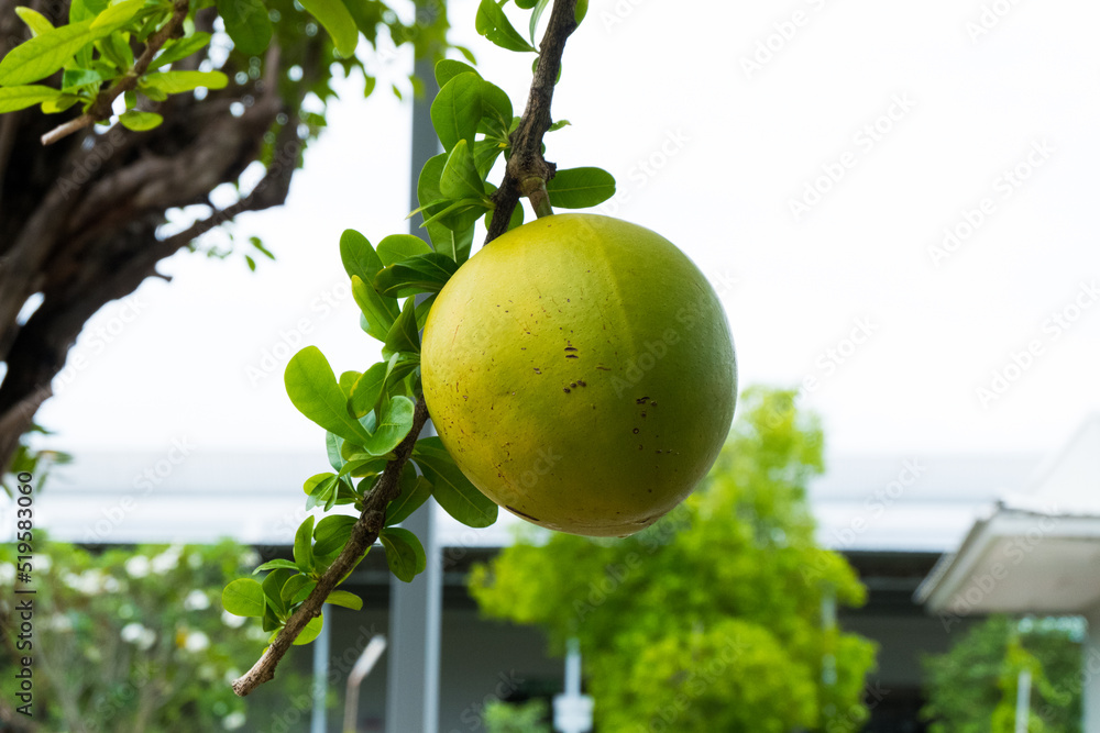 Calabash Fruit Tree at Margaret Kyzer blog