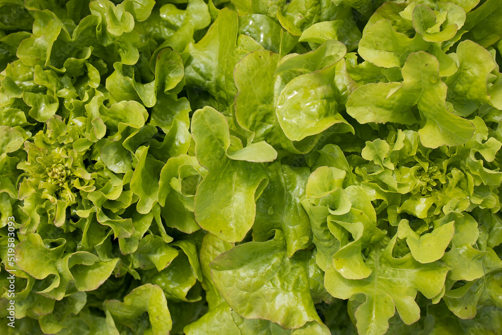 Vegetable background, vegetables, green food in sunlight with full frame filling Vegetable background, vegetables, green food in sunlight with full frame filling