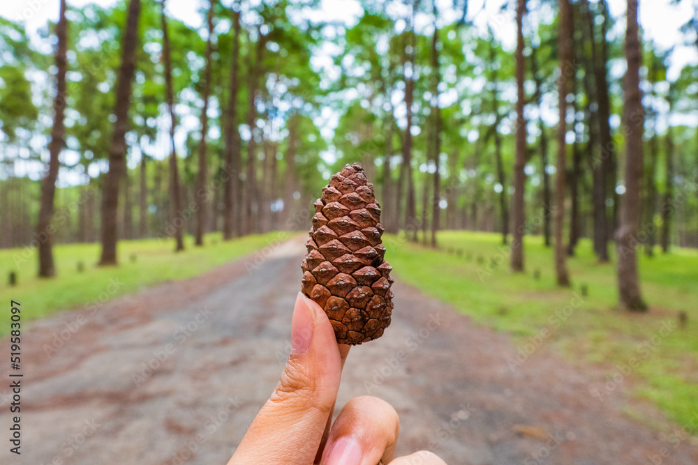 Pine cone on hand in pine tree garden,cedar cone. Pine cone on hand in pine tree garden,cedar cone.