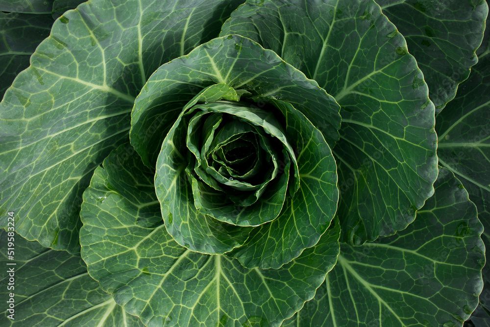 Obraz premium Vegetable background, vegetables, green food in sunlight with full frame filling