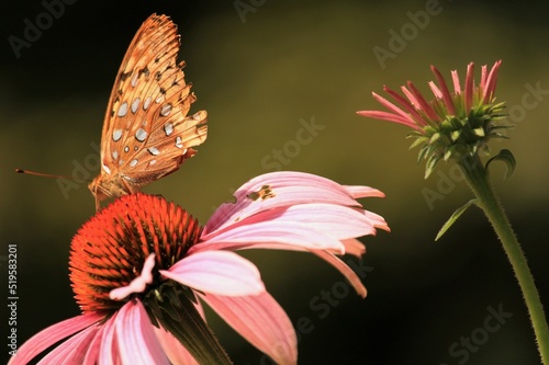 butterfly on flower