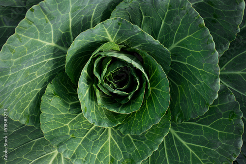 фотографія Vegetable background, vegetables, green food in sunlight with full frame filling
