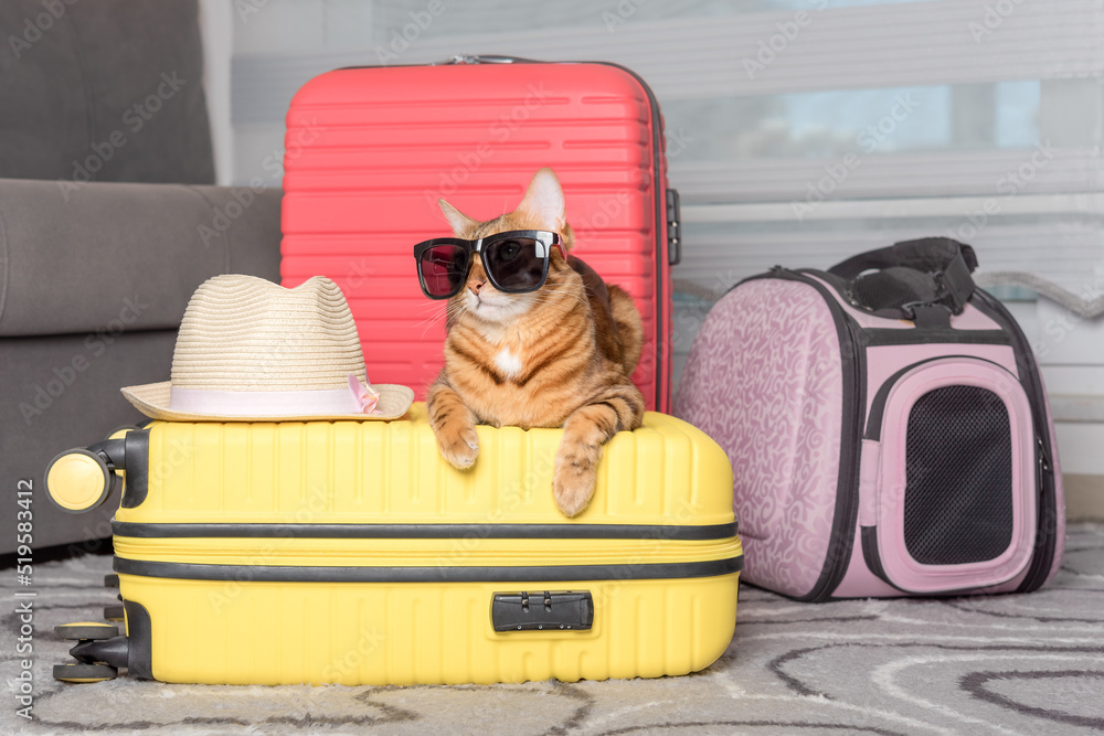 Cute bengal cat, suitcase and pet carrier indoors. Photos | Adobe Stock