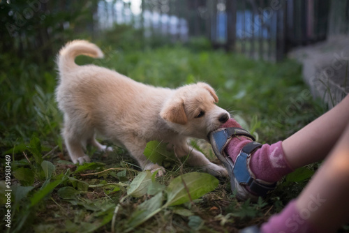 Fotografie Funny and cute puppy plays and bites the child's leg