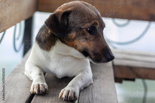 Jack Russell Terrier dog sits on a wooden bench with his head turned