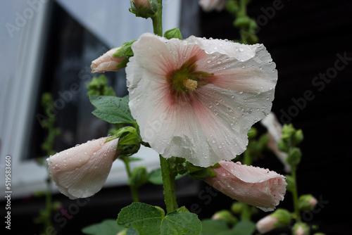 Pink flowers of Hibiscus moscheutos plant close-up. Hibiscus moscheutos, swamp hibiscus, rose mallow hibiscus photo