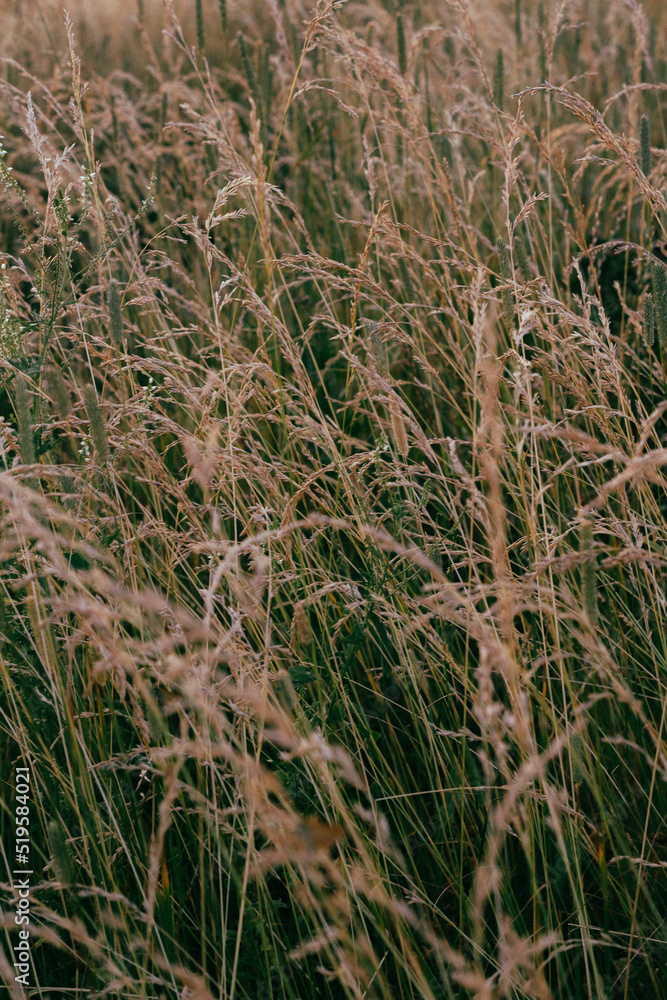 Dry grass Dry grass