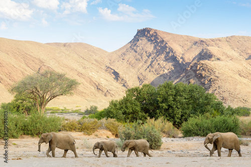 African Elephant (Loxodonta africana), desert-adapted elephant herd walking in dry riverbed, Hoanib desert, Kaokoland, Namibia.