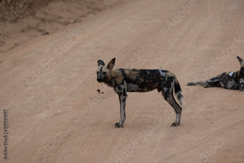 African wild dogs (painted wolf) in their natural habitat in southern Tanzania © hyserb