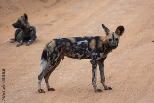 African wild dogs (painted wolf) in their natural habitat in southern Tanzania
