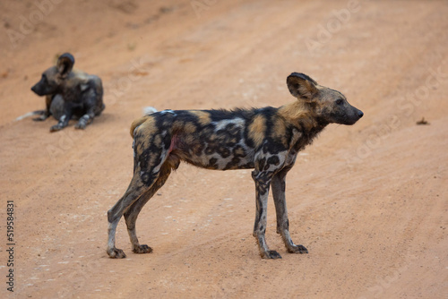 African wild dogs  painted wolf  in their natural habitat in southern Tanzania