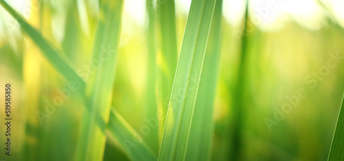 Close up image of green leaf detail. Ecology and nature banner