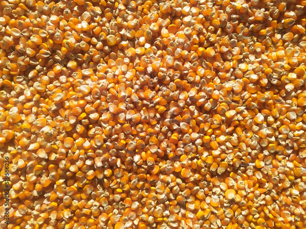 bunch of corn. the basic ingredients of the popcorn company. corn industry. bunch of corn. the basic ingredients of the popcorn company. corn industry.
