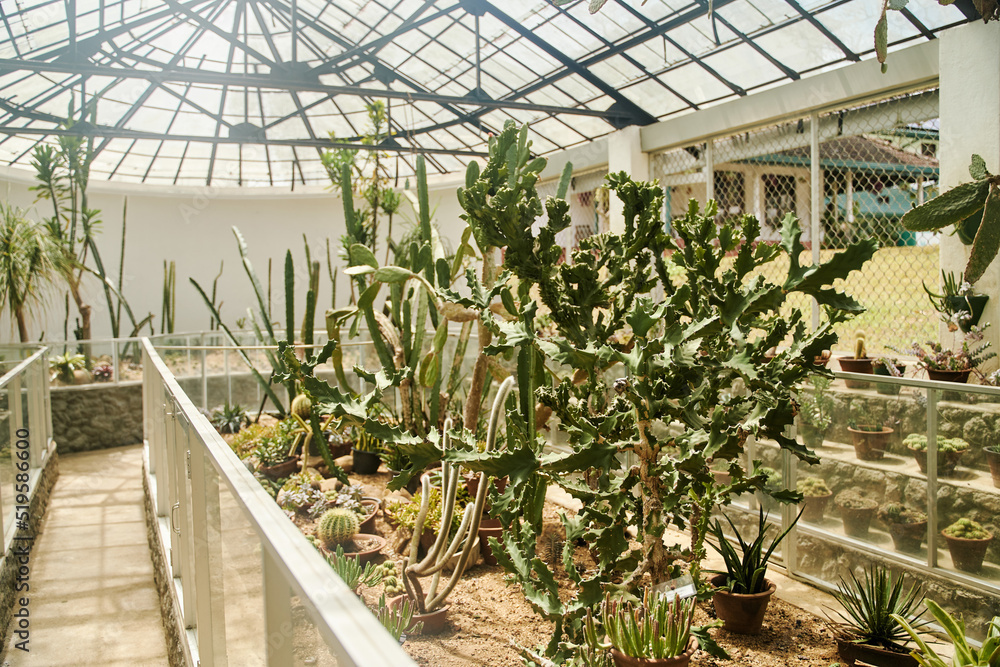 Greenhouse with different types of cacti and tropical plants with a glass roof at Royal Botanical Garden Peradeniya in Kandy, Sri Lanka