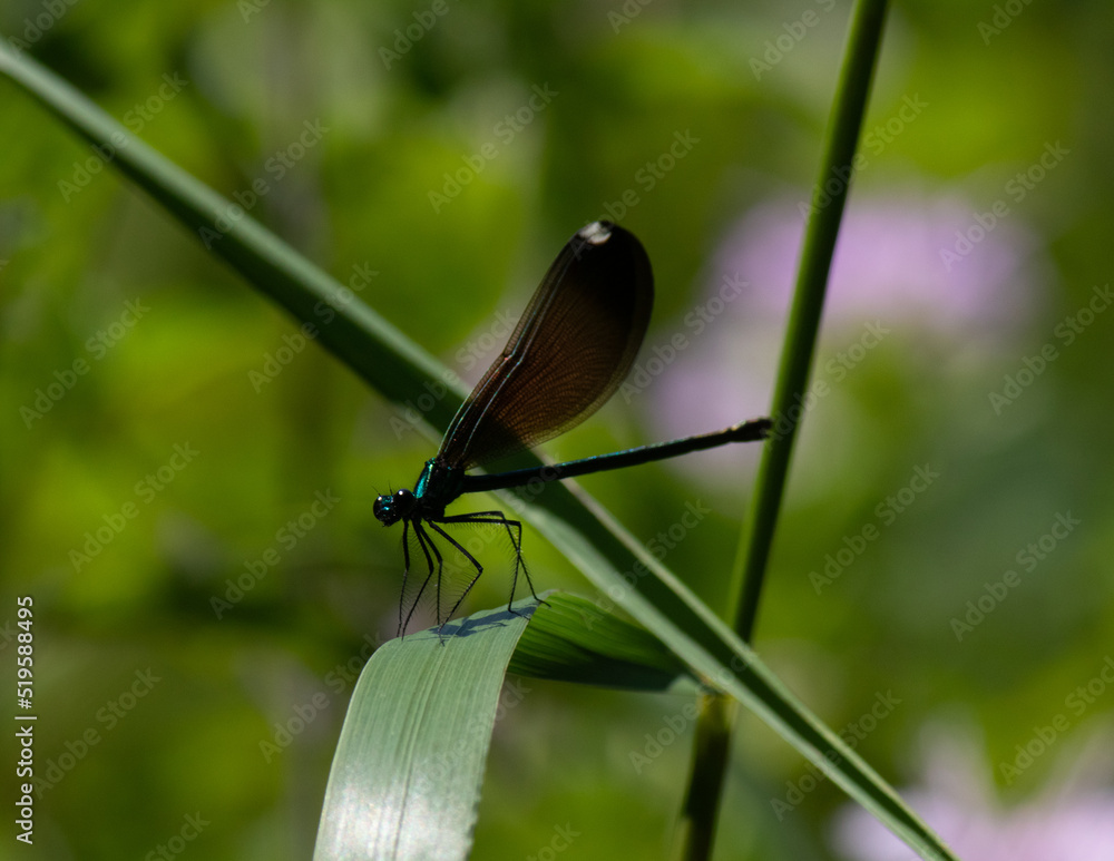 Electric blue damsel fly sitting on a blade of grass. Detail so good on