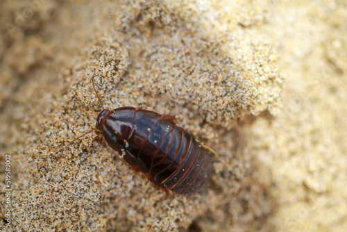 Nahaufnahme eines schaben  hnliches Insektes im Sand.