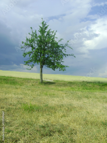 lonely tree on a meadow