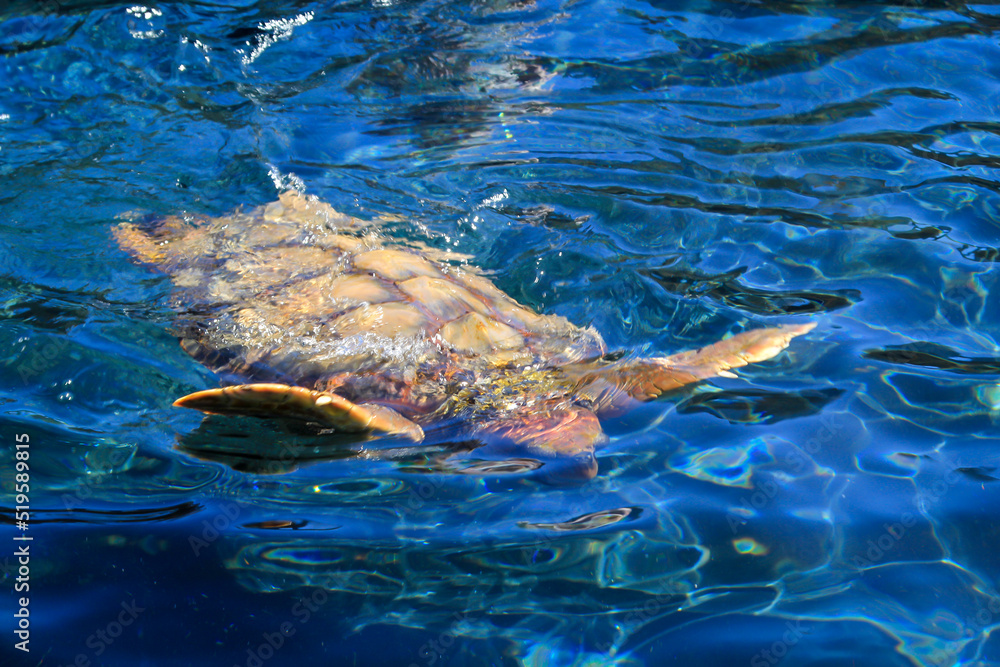 Eine Aufnahme einer geschützen Meeresschildkröte im Wasser. Diese Schildkröten brauchen den Weltweiten Schutz und ihrer Habitate. 