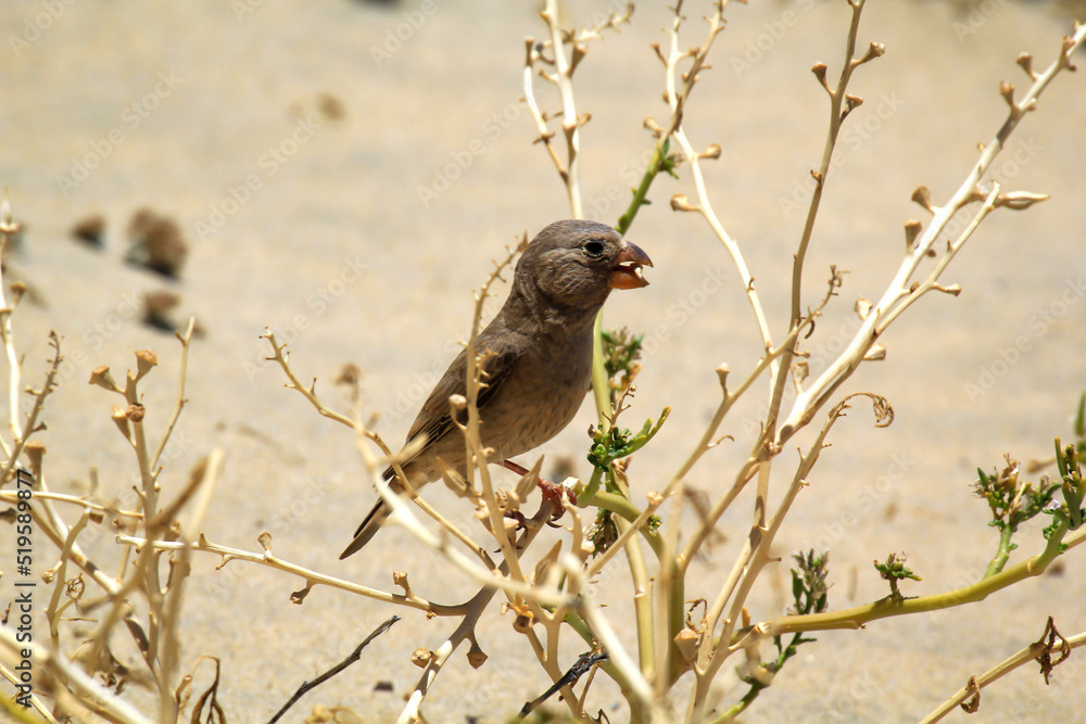 Ein Wüstengimpel oder ein Wüstentrompeter, Bucanetes githagineus beim Fressen auf einer Pflanze.
