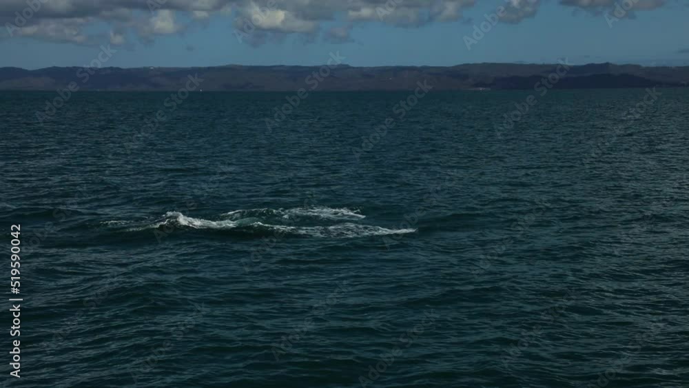 Slow motion of a Humpback whale breaching and spinning in the water. High quality FullHD footage Slow motion of a Humpback whale breaching and spinning in the water. High quality FullHD footage