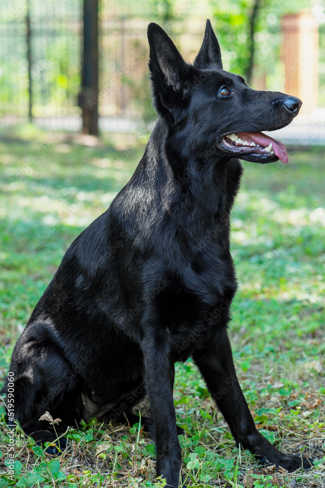 Big and beautiful black dog German Shepherd sitting in public park with mouth opened. Smiling face expression, friendly looking pet. Green background, copy space.