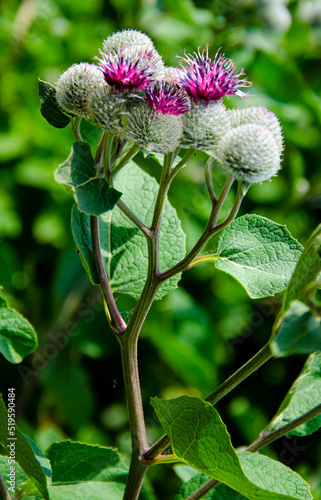 A burdock plant in the summer sunshine.Greater Burdock (Arctium lappa) plant