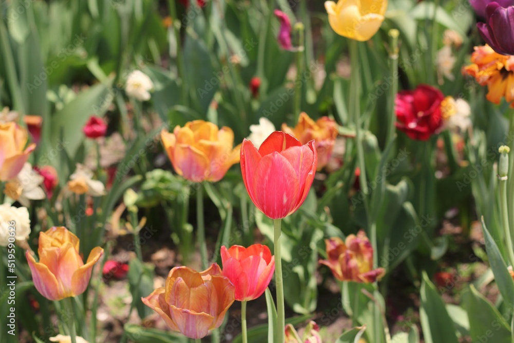 Fototapeta premium red and yellow tulips