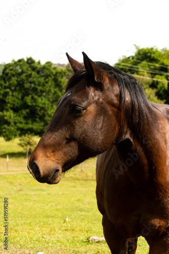 Retrato de um cavalo marrom olhando para o lado.