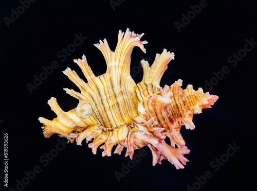 Ramose murex Branched shell on black background photo