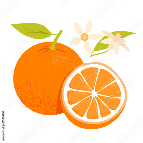 Whole and half orange fruit. Orange flower, exotic botanical tree, citrus plant vector illustration