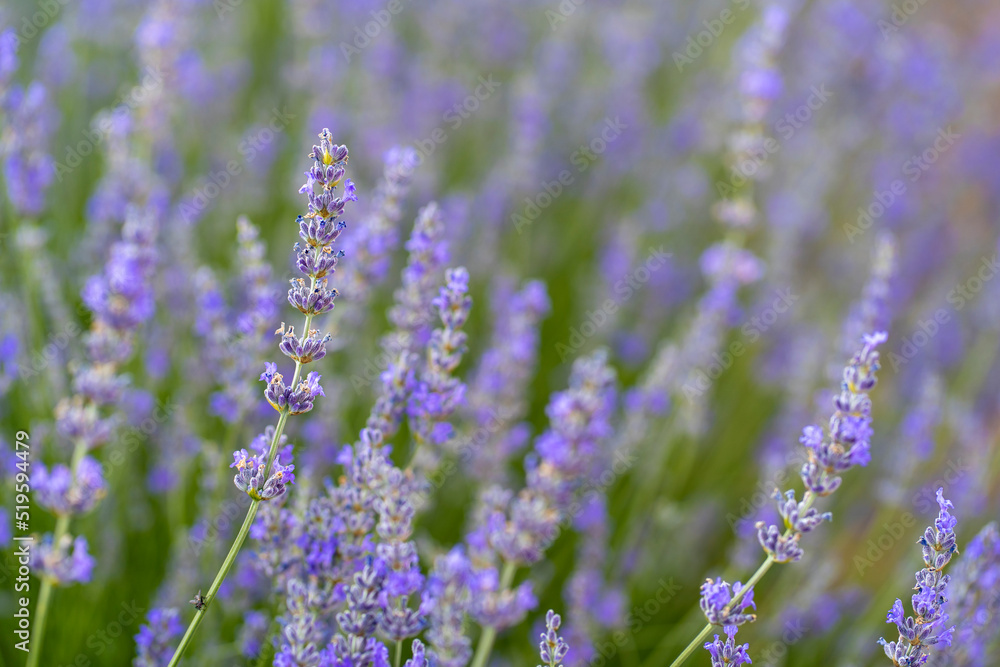 Obraz premium Lavender Flowers