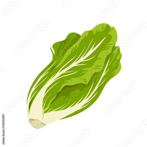 Romaine lettuce vector illustration. Cartoon isolated green fresh lettuce leaves to cook summer vegetarian gourmet salad, organic leaf vegetable and raw veggie food ingredient for healthy diet