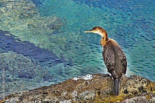 Neotropical cormorant (Phalacrocorax brasilianus) photo