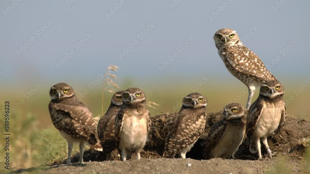 Burrowing Owl at Burrow Burrowing Owl at Burrow