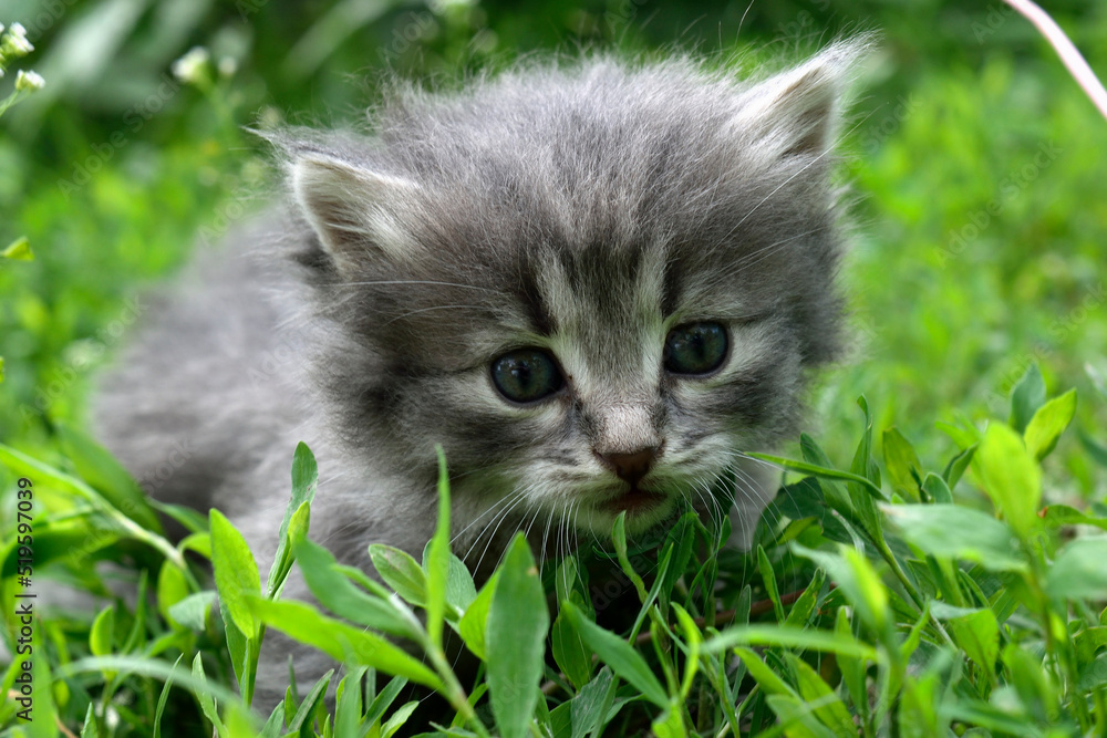 Fluffy cat sitting in the grass